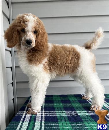MonarchPoodles Picture 3